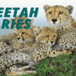 Cheetah Diaries TV Series CINÉMOI