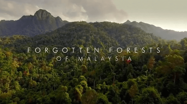 Forgotten Forests of Malaysia on Cinémoi