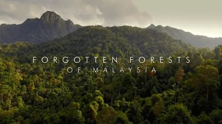 Forgotten Forests of Malaysia