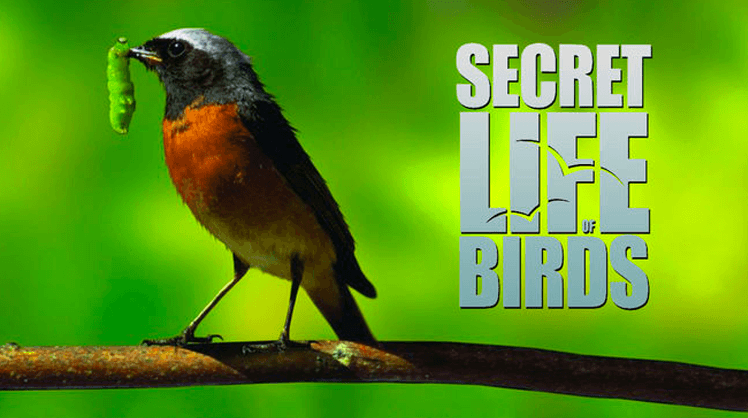 Secret Life of Birds on Cinémoi