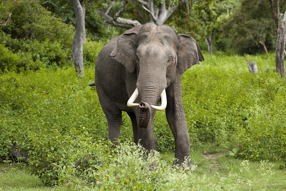 Featured image for 'China s Last Elephants'